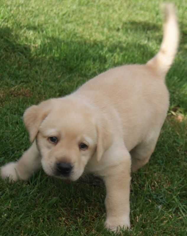 Julie white - Private Seller on Labrador Owners - Image 5