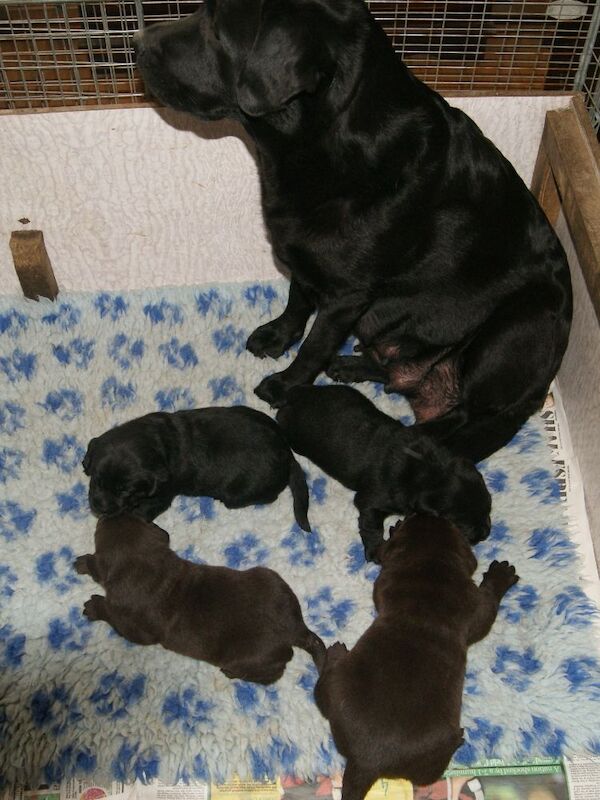 Julie white - Private Seller on Labrador Owners - Image 6