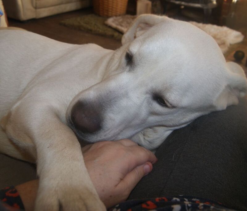 Julie white - Private Seller on Labrador Owners - Image 7