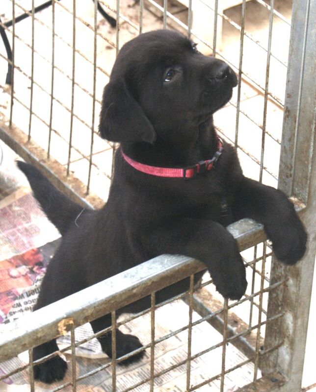 Julie white - Private Seller on Labrador Owners - Image 8
