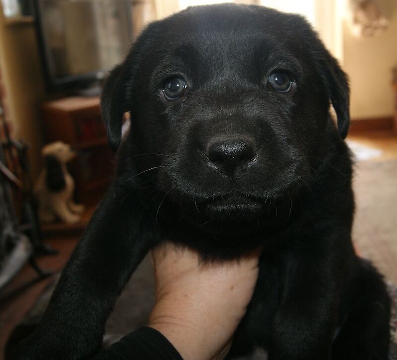 Julie white - Private Seller on Labrador Owners - Image 9