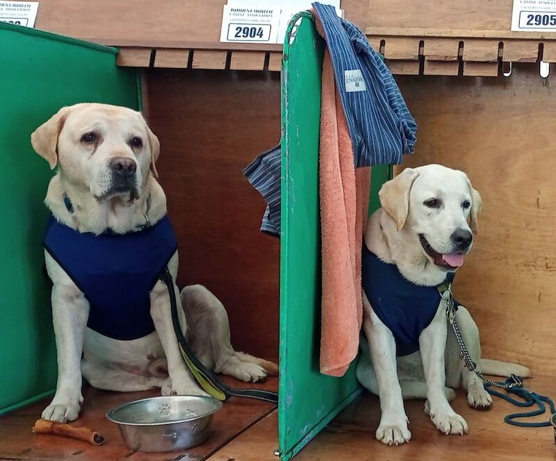 Julie white - Private Seller on Labrador Owners - Image 11