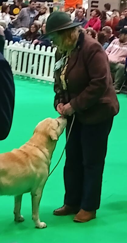 Julie white - Private Seller on Labrador Owners - Image 12