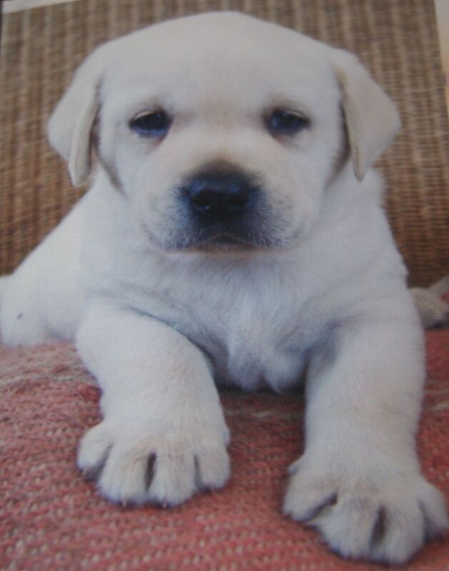 Julie white - Private Seller on Labrador Owners - Image 13