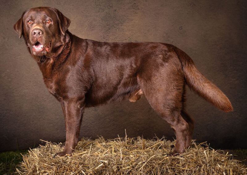 Julie white - Private Seller on Labrador Owners - Image 14