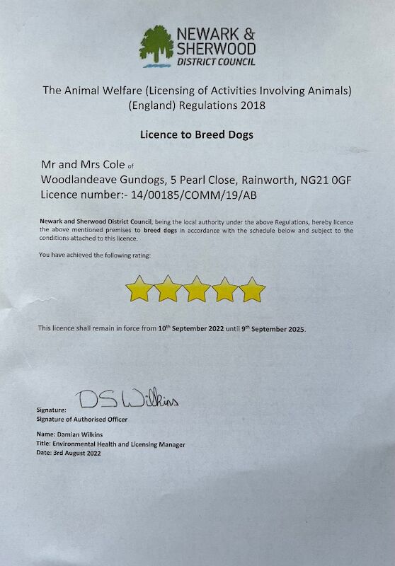 Karen Cole - Licensed Labrador Breeder - Image 2