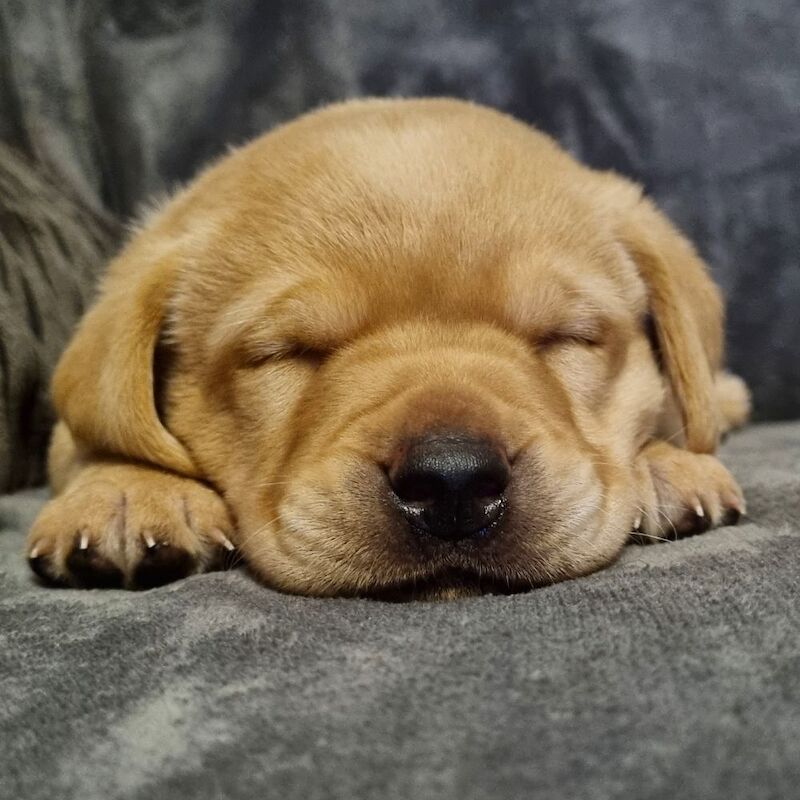 Kat - Private Seller in Hinckley, Leicestershire  on Labrador Owners - Image 3