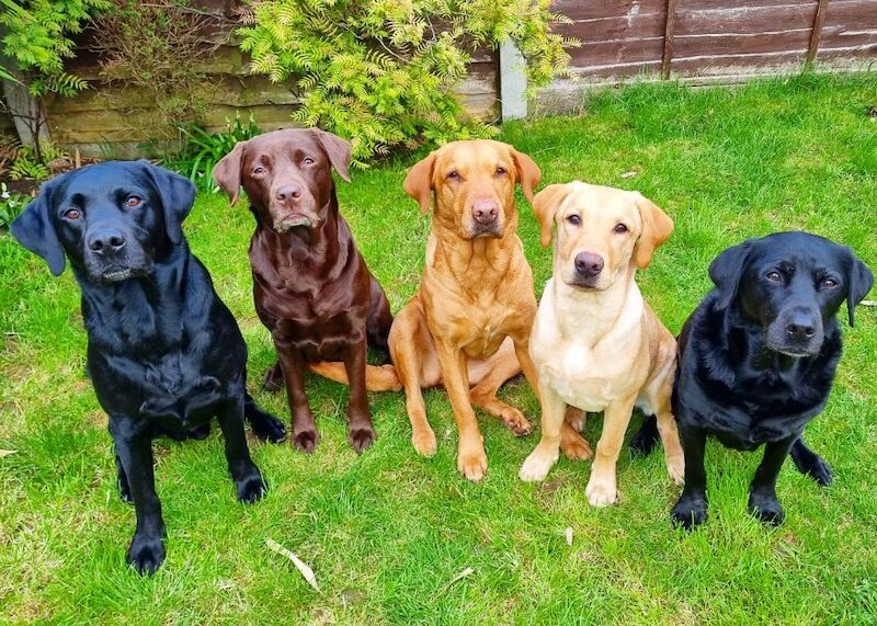 Kat - Private Seller in Hinckley, Leicestershire  on Labrador Owners - Image 4