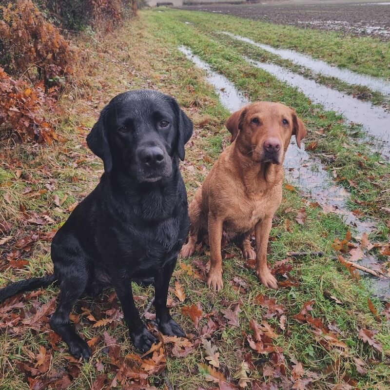 Kat - Private Seller in Hinckley, Leicestershire  on Labrador Owners - Image 5