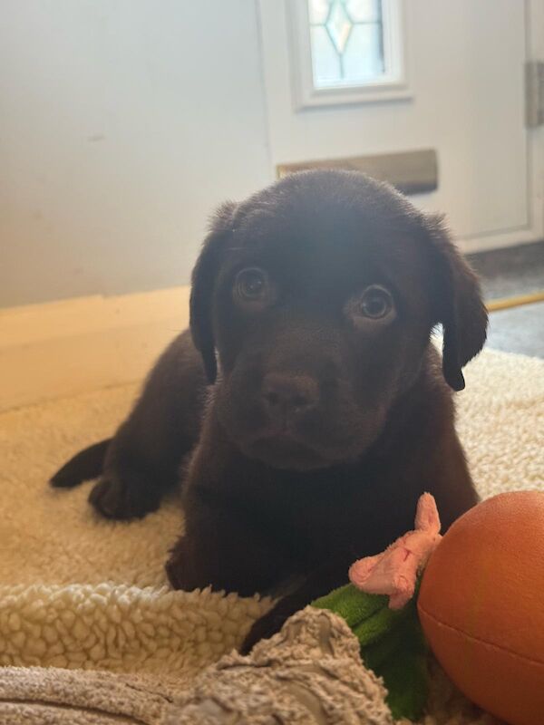 Katie Allen - Licensed Labrador Breeder on Labrador Owners - Image 1