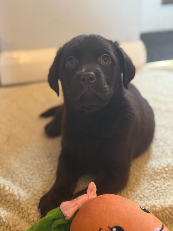 Katie Allen - Licensed Labrador Breeder - Image 2