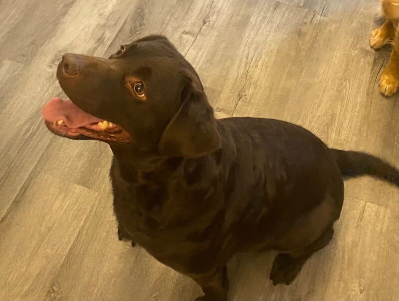 Katie Allen - Licensed Labrador Breeder - Image 3