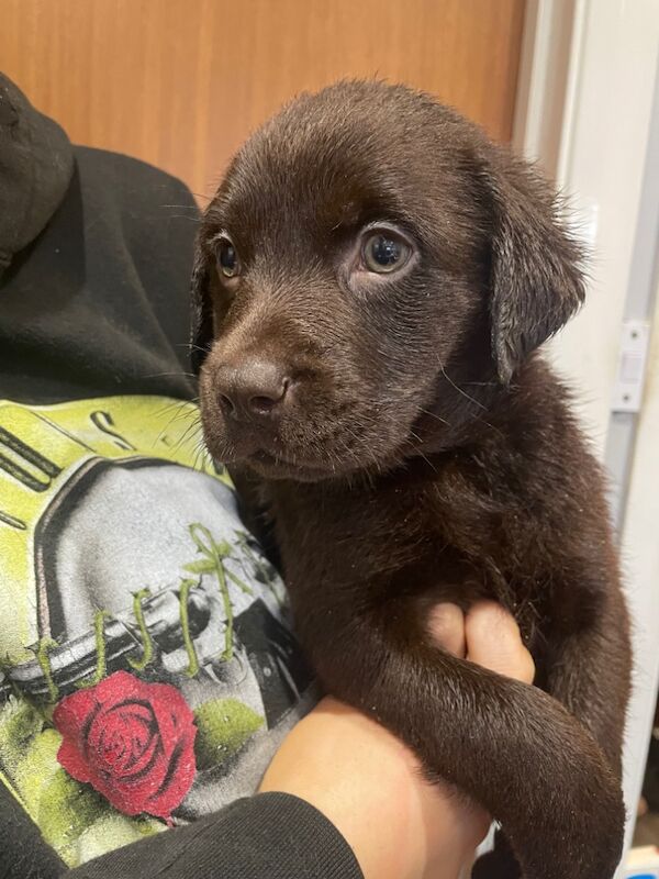 Katie Allen - Licensed Labrador Breeder - Image 4