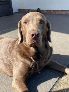 Katie Bunyan - Licensed Labrador Breeder on Labrador Owners - Image 2