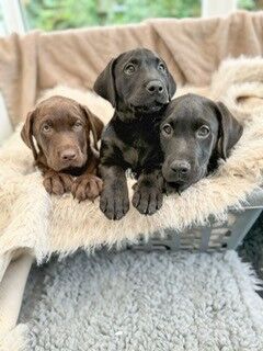 Katie Bunyan - Licensed Labrador Breeder on Labrador Owners - Image 3