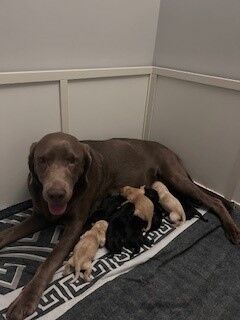 Katie Bunyan - Licensed Labrador Breeder - Image 4
