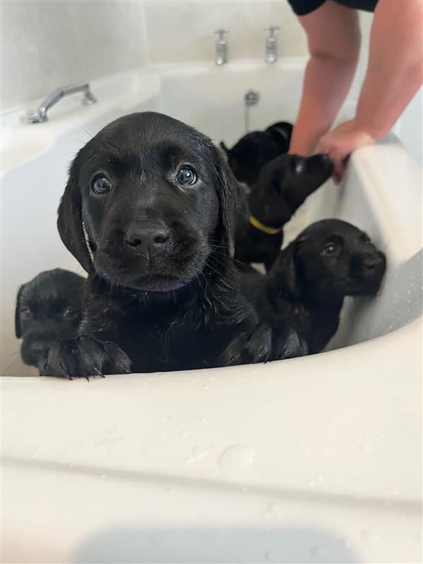 Katie Bunyan - Licensed Labrador Breeder - Image 6