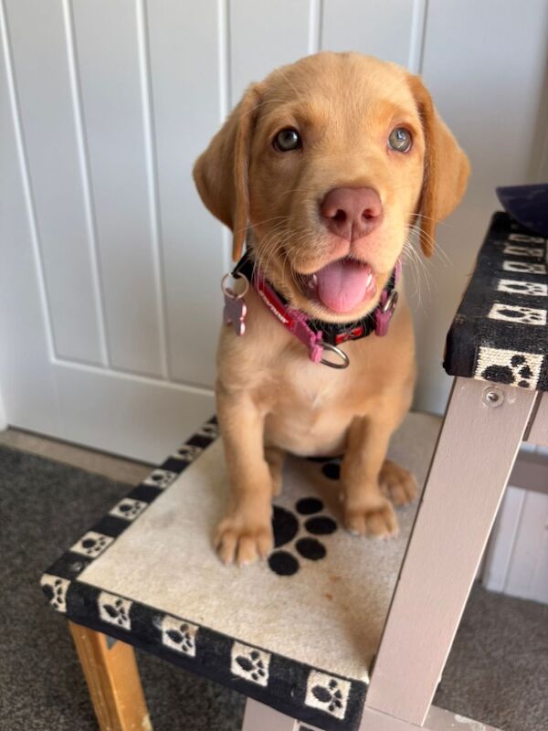 Kealie Bull - Licensed Labrador Breeder on Labrador Owners - Image 1
