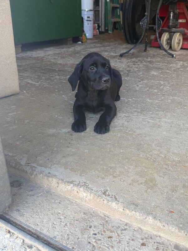 Kealie Bull - Licensed Labrador Breeder - Image 2