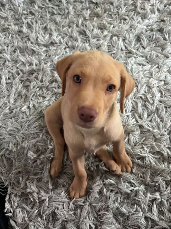 Kealie Bull - Licensed Labrador Breeder - Image 3