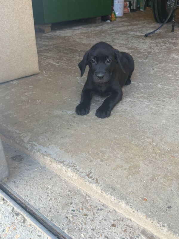 Kealie Bull - Licensed Labrador Breeder - Image 4