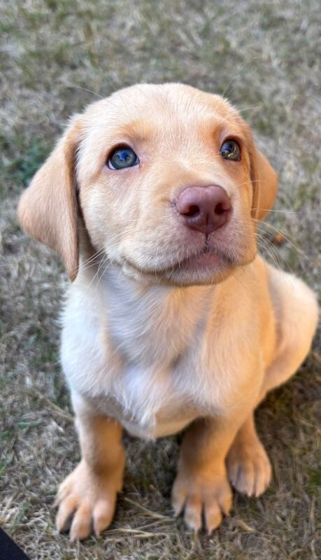Kealie Bull - Licensed Labrador Breeder on Labrador Owners - Image 6