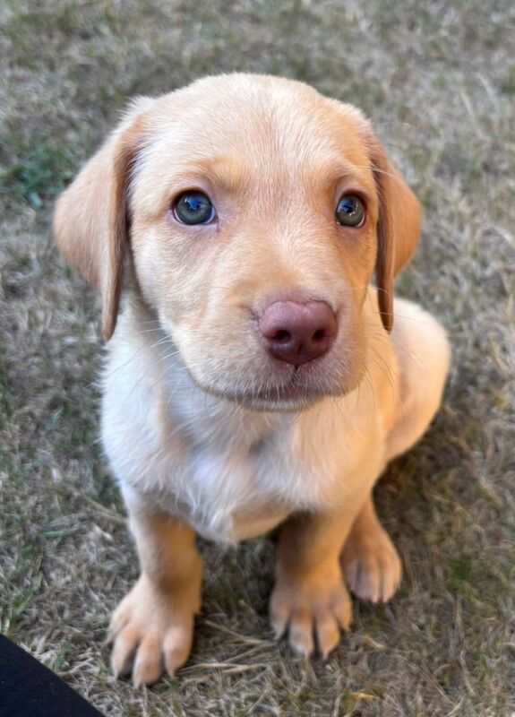 Kealie Bull - Licensed Labrador Breeder - Image 7