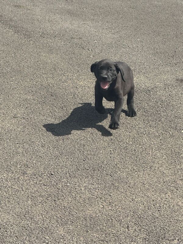 Kealie Bull - Licensed Labrador Breeder - Image 8
