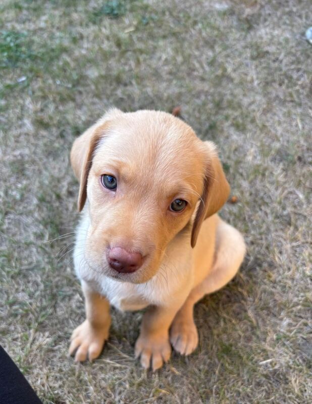 Kealie Bull - Licensed Labrador Breeder on Labrador Owners - Image 9
