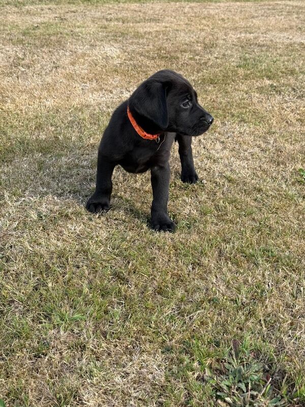 Kealie Bull - Licensed Labrador Breeder - Image 11