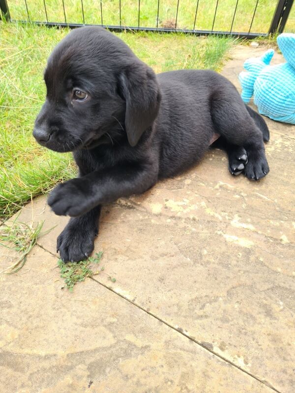 Kealie Bull - Licensed Labrador Breeder - Image 12