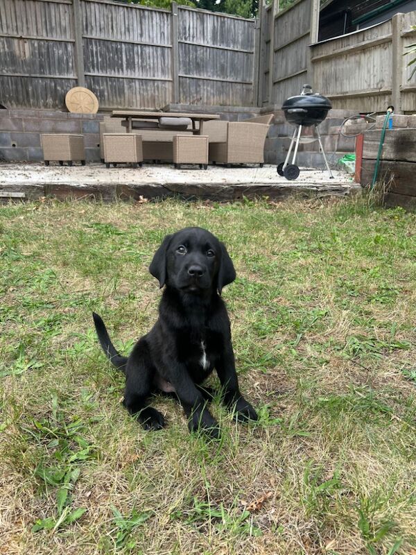 Kealie Bull - Licensed Labrador Breeder - Image 13