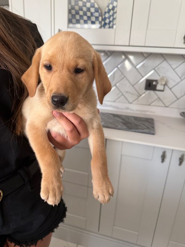 Kealie Bull - Licensed Labrador Breeder - Image 14