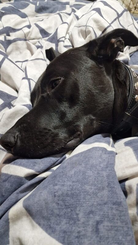 Kirsty Jones - Private Seller on Labrador Owners - Image 2