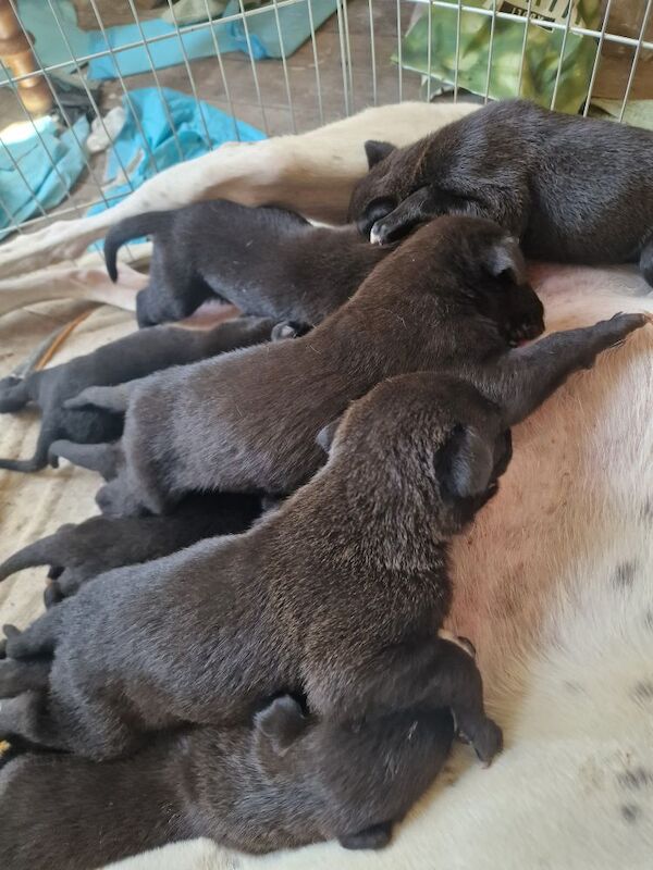 Kirsty Jones - Private Seller on Labrador Owners - Image 3