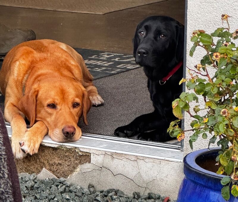 Leanne Garvey - Labrador Breeder - Image 1