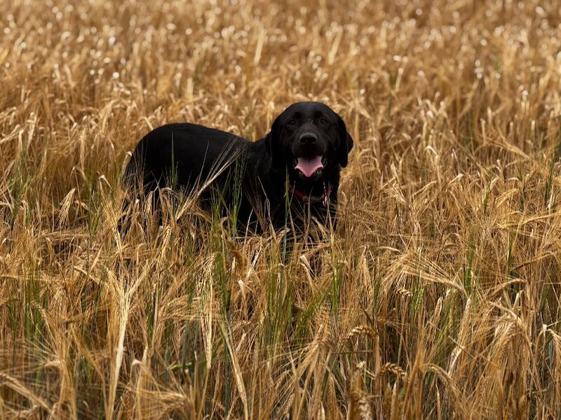 Leanne Garvey - Labrador Breeder - Image 2