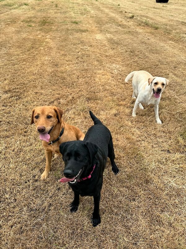Leanne Garvey - Labrador Breeder on Labrador Owners - Image 3