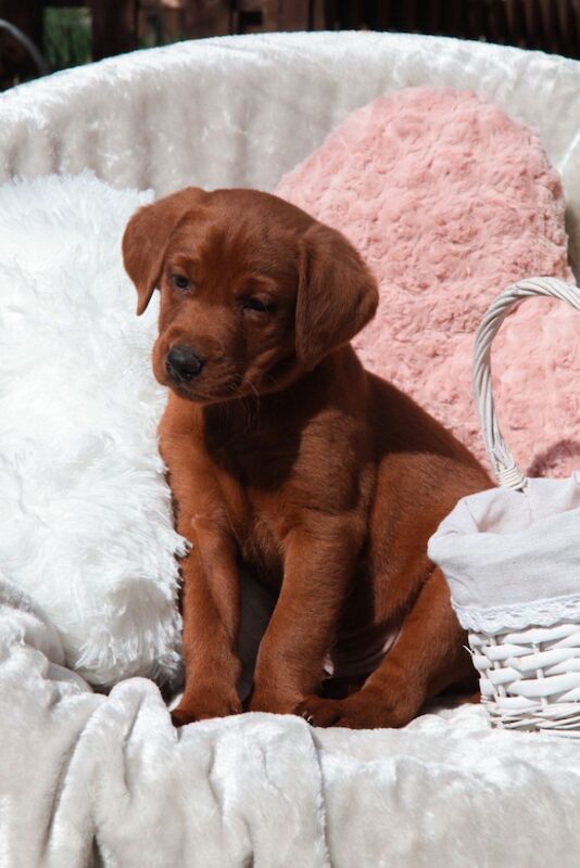 Lissy Hawkins - Licensed Labrador Breeder on Labrador Owners - Image 1
