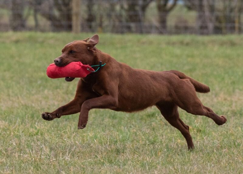 Lissy Hawkins - Licensed Labrador Breeder on Labrador Owners - Image 2