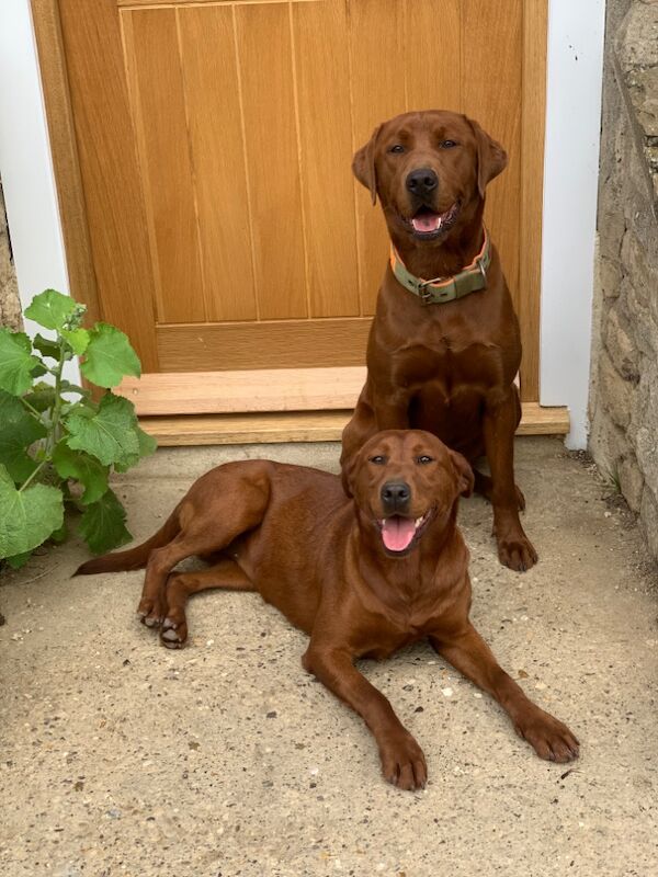 Lissy Hawkins - Licensed Labrador Breeder on Labrador Owners - Image 3
