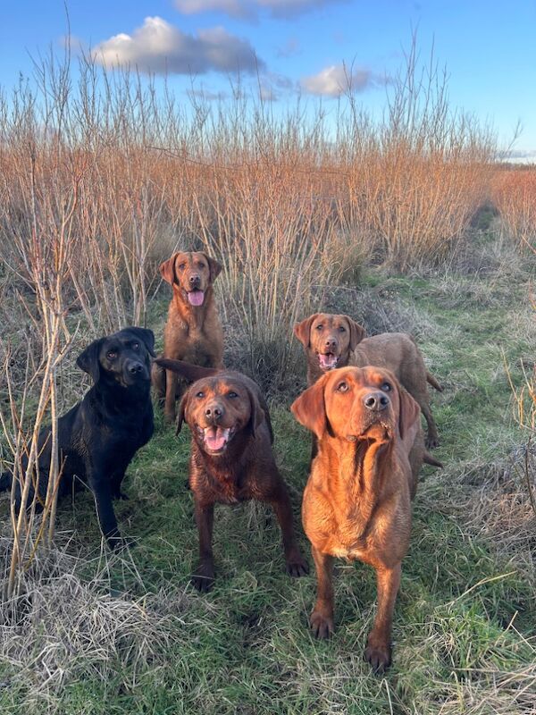 Lissy Hawkins - Licensed Labrador Breeder on Labrador Owners - Image 4