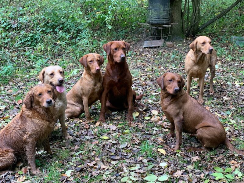 Lissy Hawkins - Licensed Labrador Breeder on Labrador Owners - Image 5