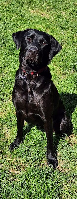 Luke Robinson - Licensed Labrador Breeder on Labrador Owners - Image 1