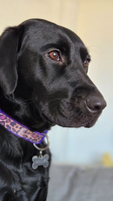 Luke Robinson - Licensed Labrador Breeder on Labrador Owners - Image 2