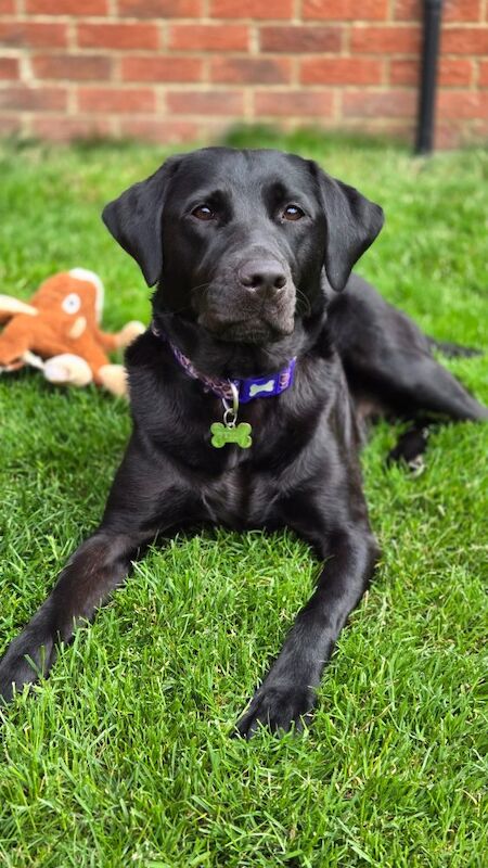 Luke Robinson - Licensed Labrador Breeder on Labrador Owners - Image 3