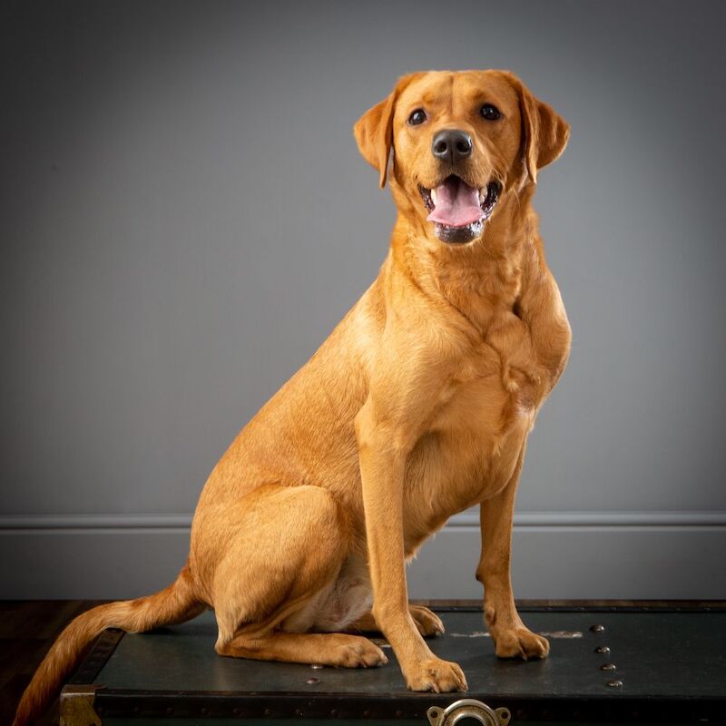 Luke Robinson - Licensed Labrador Breeder on Labrador Owners - Image 4