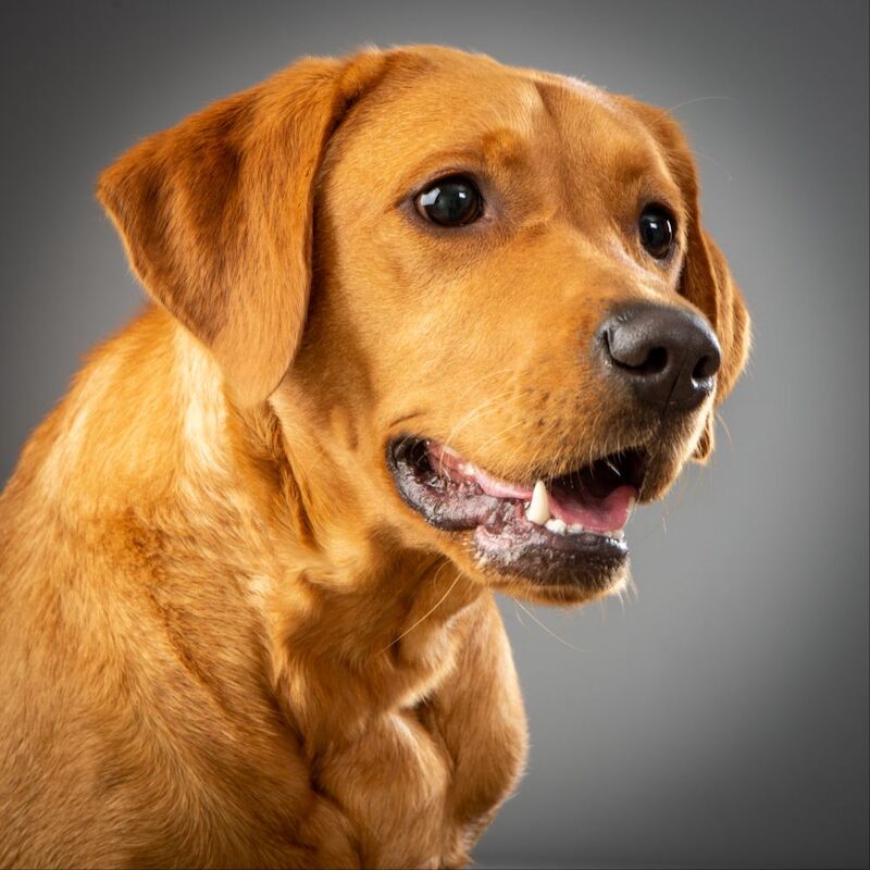 Luke Robinson - Licensed Labrador Breeder on Labrador Owners - Image 5