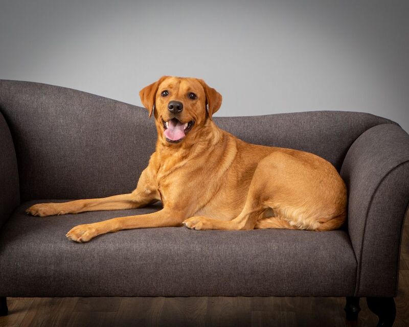 Luke Robinson - Licensed Labrador Breeder - Image 6