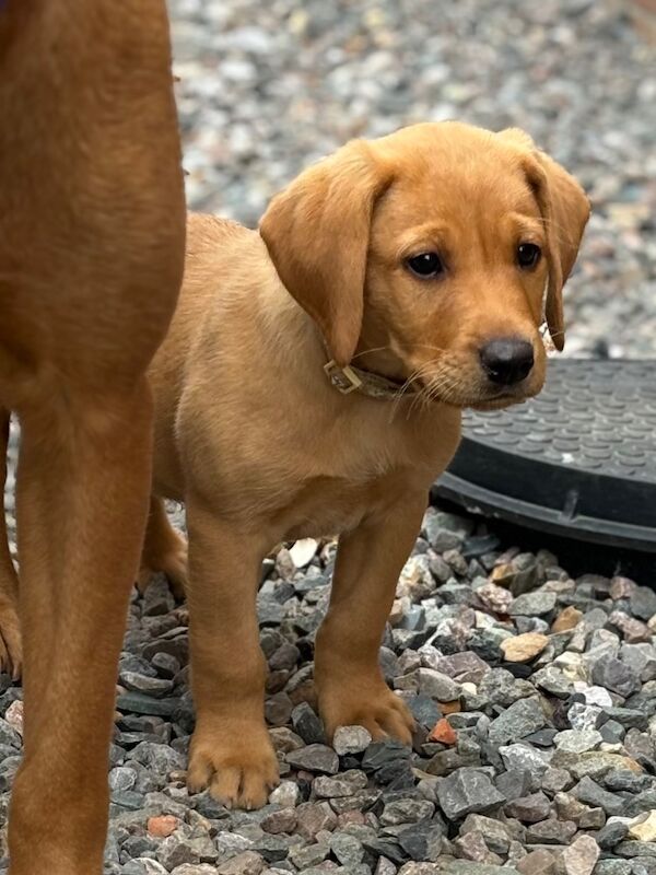 M Joyce - Licensed Labrador Breeder on Labrador Owners - Image 2